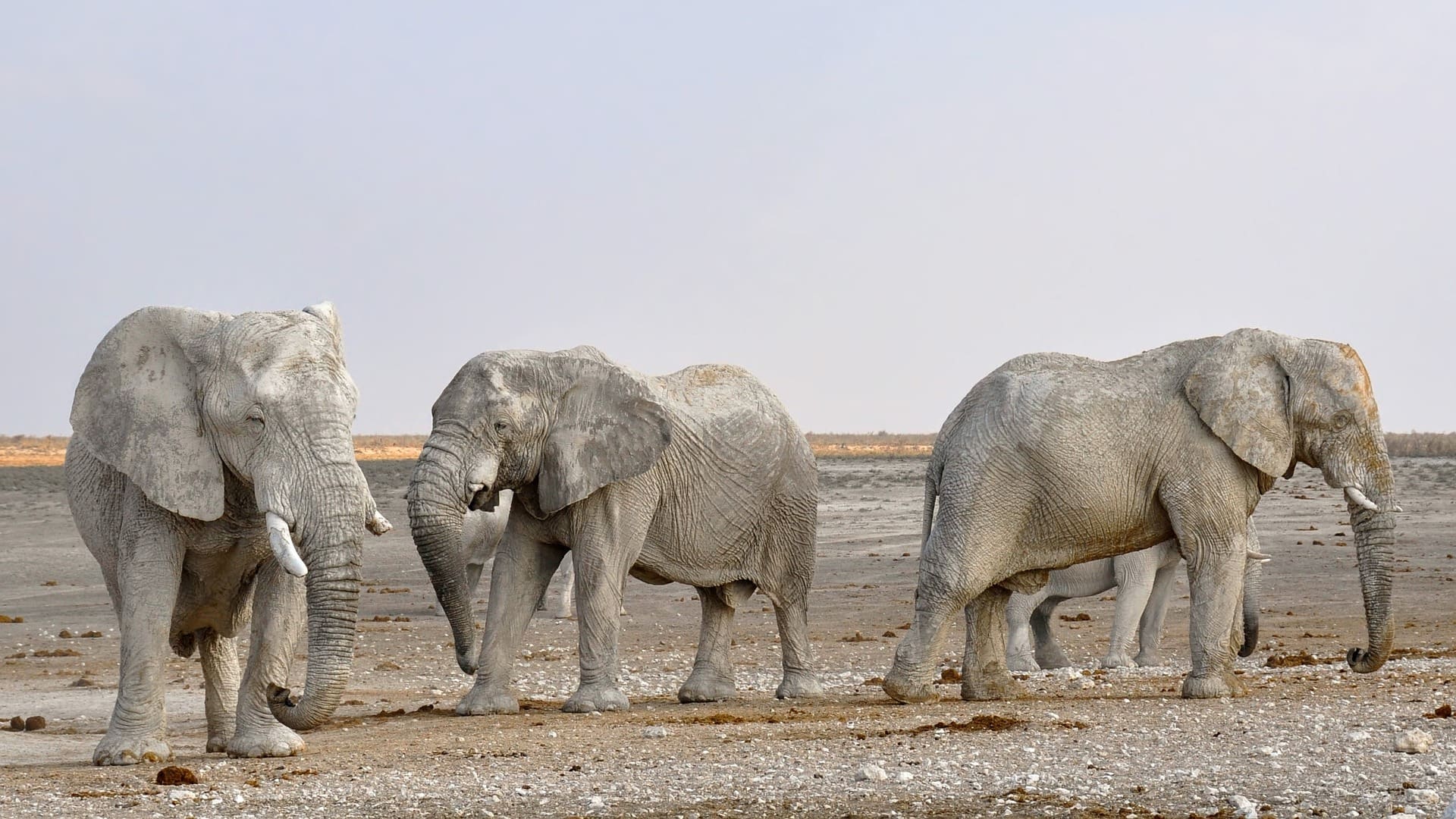 The 'great whites' of Etosha National Park - 14 Spectacular National Parks In Africa