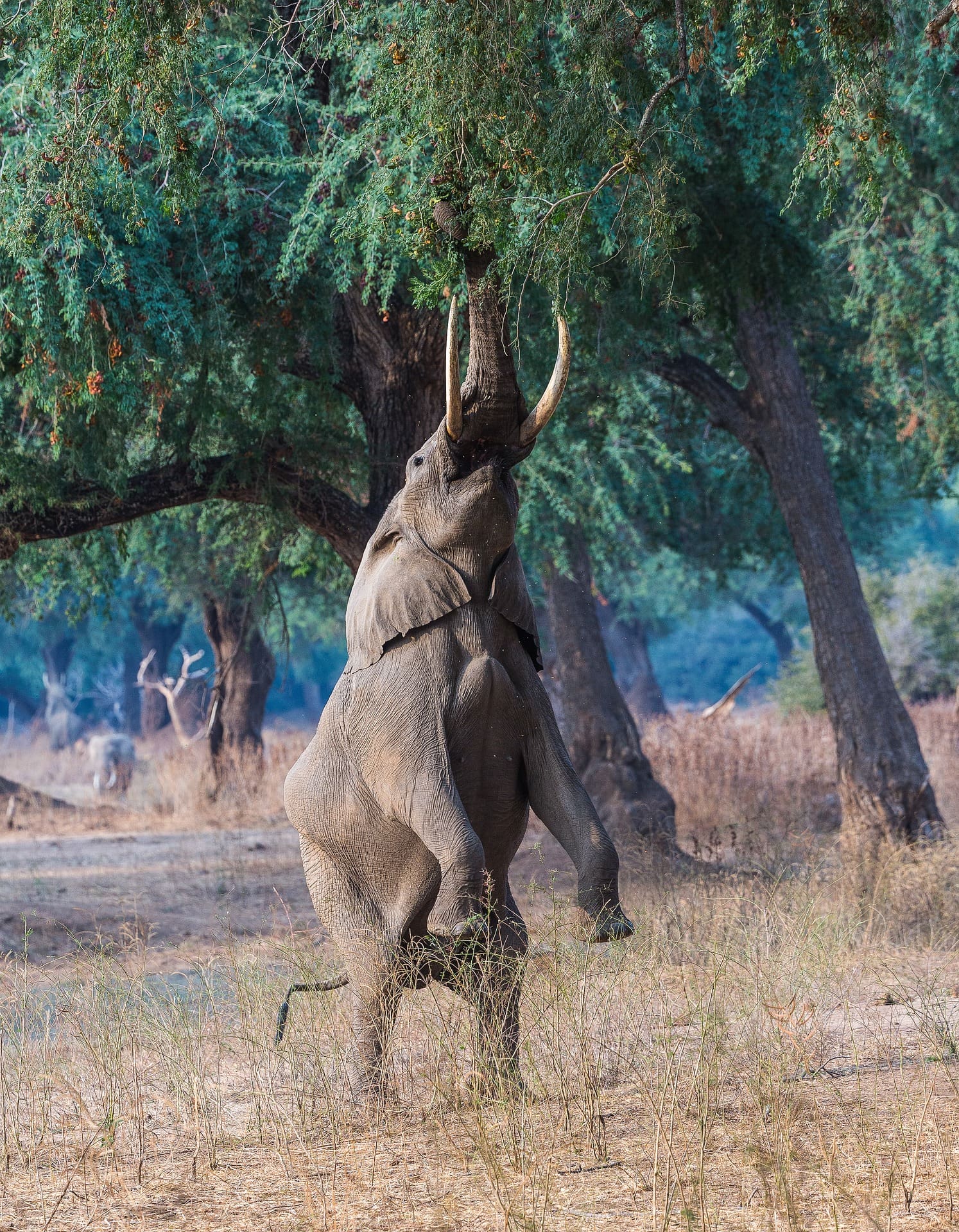 Elephant reaching for fruit high in a tree, Mana Pools National Park - 14 Spectacular National Parks In Africa