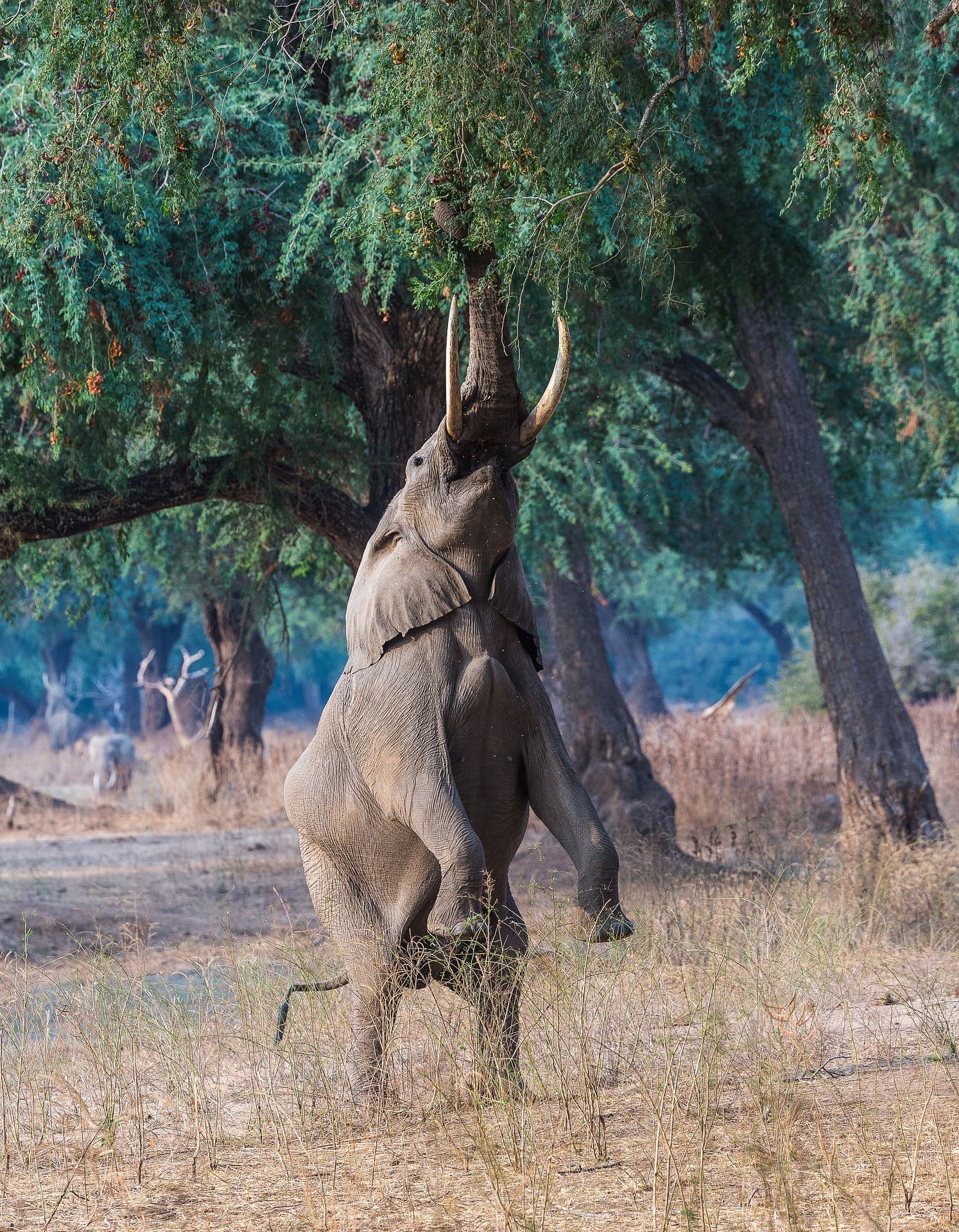 Elephant reaching for fruit high in a tree, Mana Pools National Park