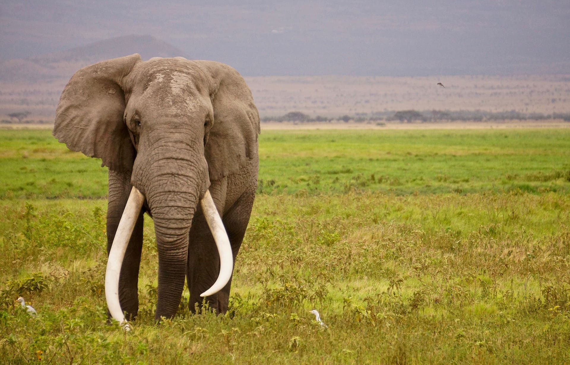Giant 'tusker' elephant in the Ngorongoro Crater