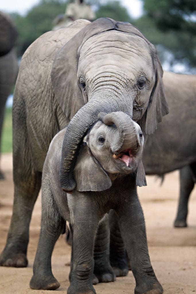 the top safari destinations in south africa