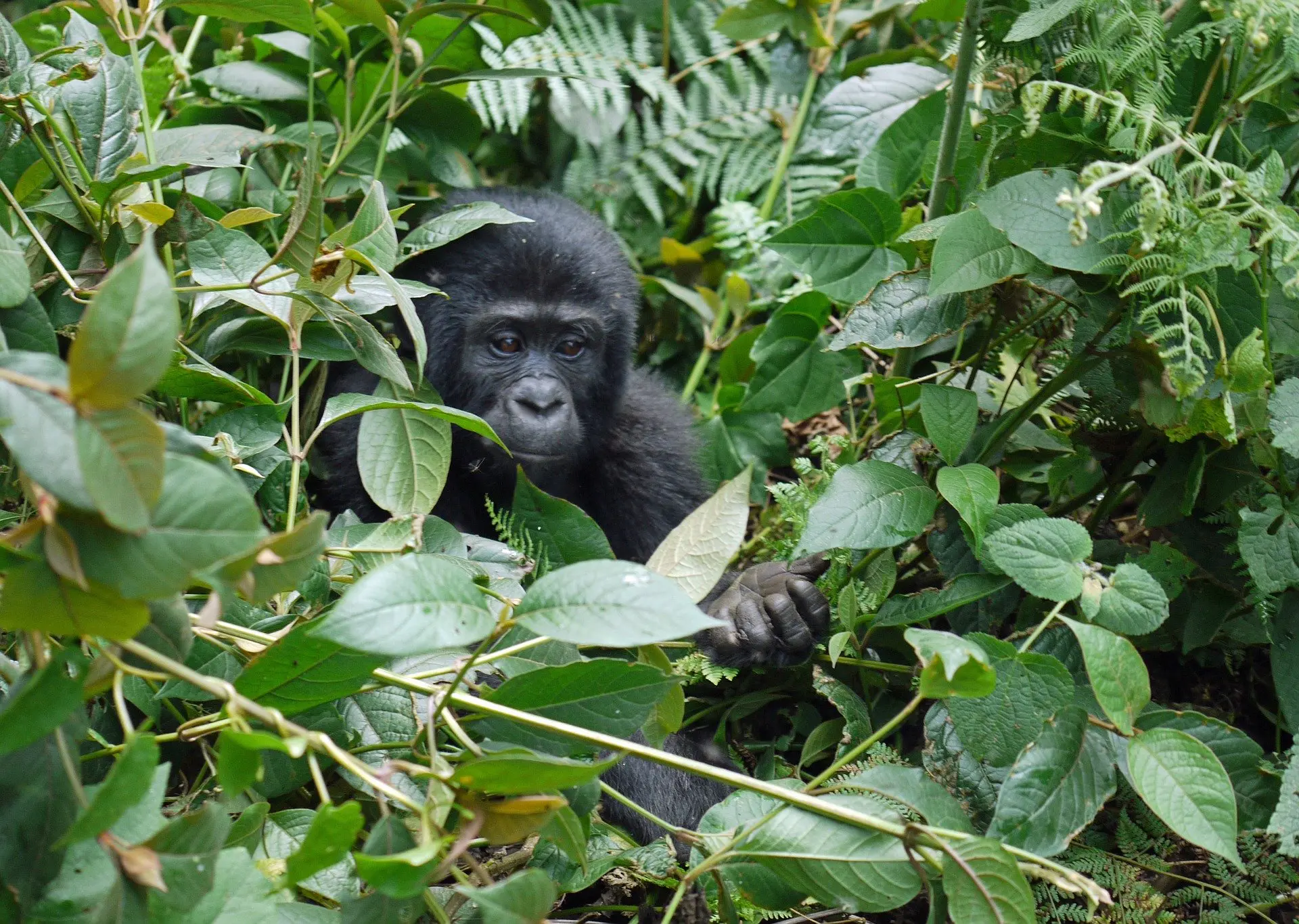 Young gorilla emerging from the forest in Virunga National Park 