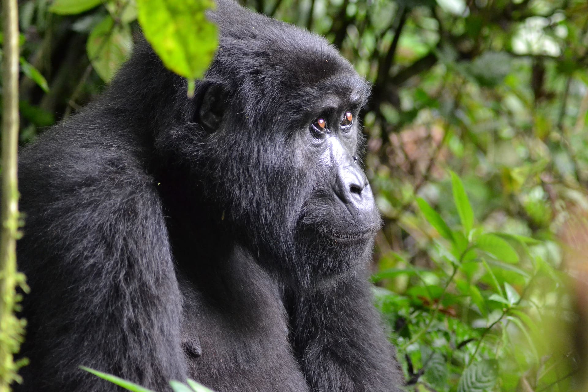 Thoughtful gorilla in Bwindi Impenetrable National Park - 14 Spectacular National Parks In Africa