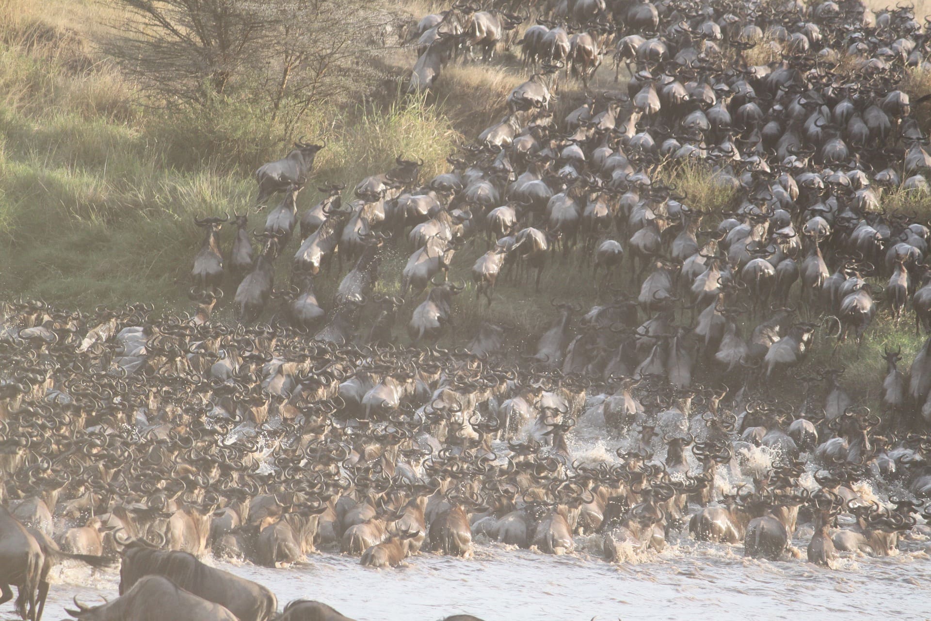 Wildebeests crossing a river during the great migration in the Masai Mara National Park