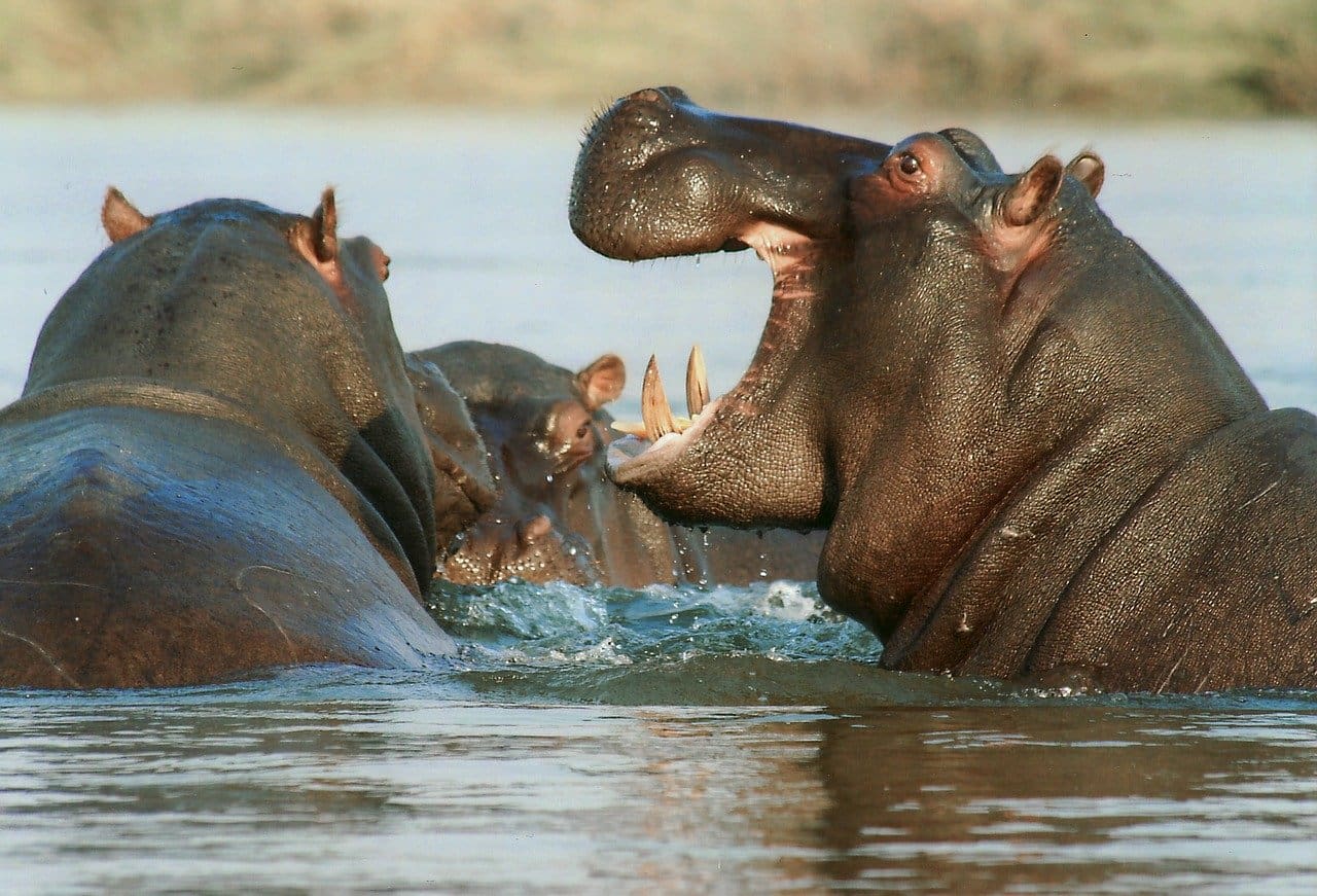 Hippos playing in the Luangwa River - 14 Spectacular National Parks In Africa