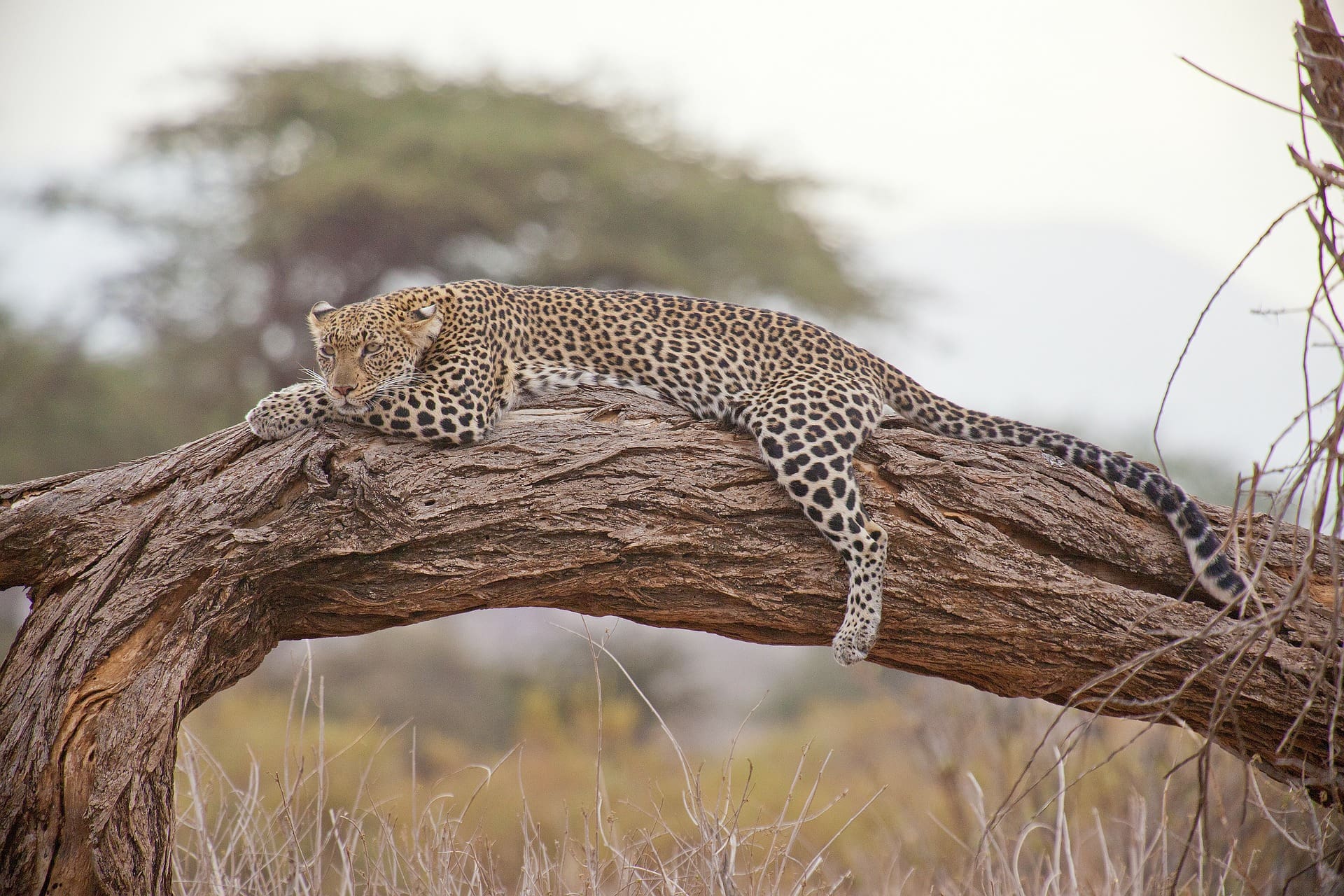 An African leopard resting on a fallen tree trunk in Gorongosa National Park