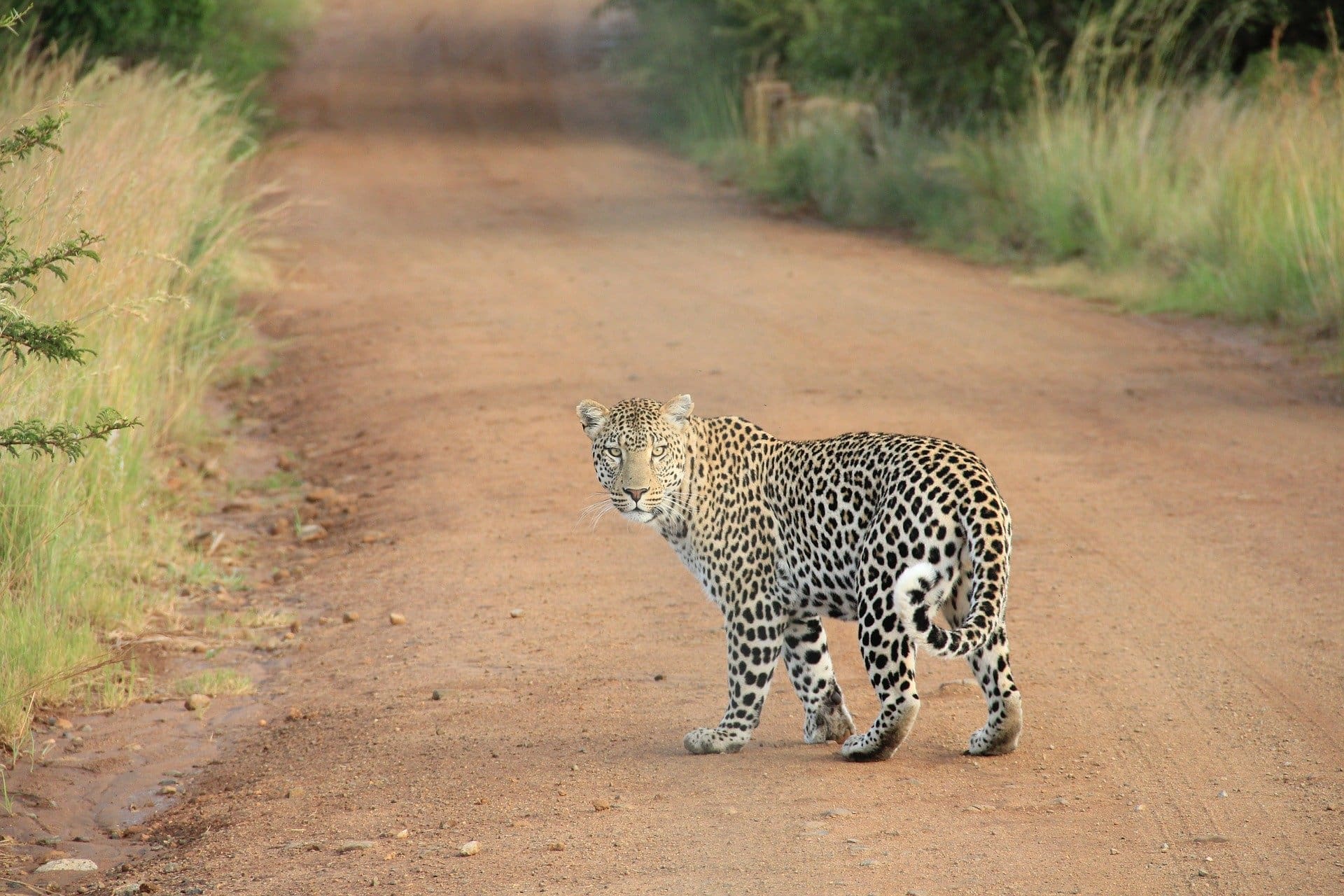 10 animals to look for in kruger national park