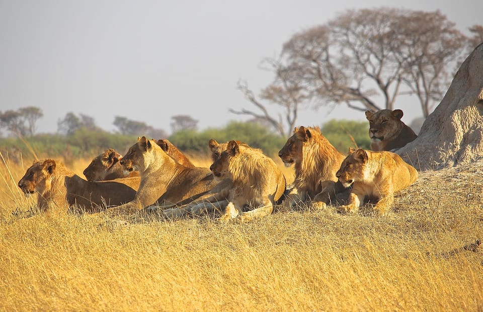 10 animals to look for in kruger national park