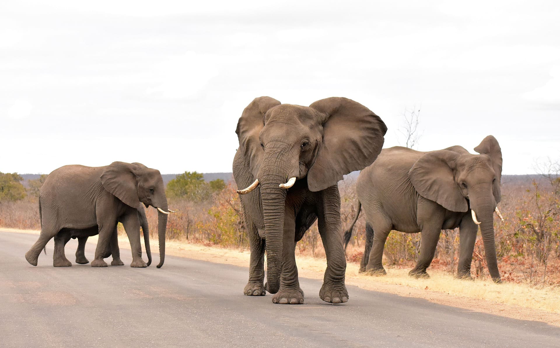 10 animals to look for in kruger national park