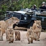 The Top Safari Destinations In South Africa