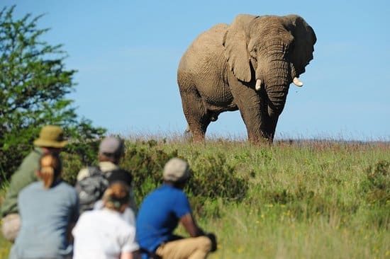the top safari destinations in south africa