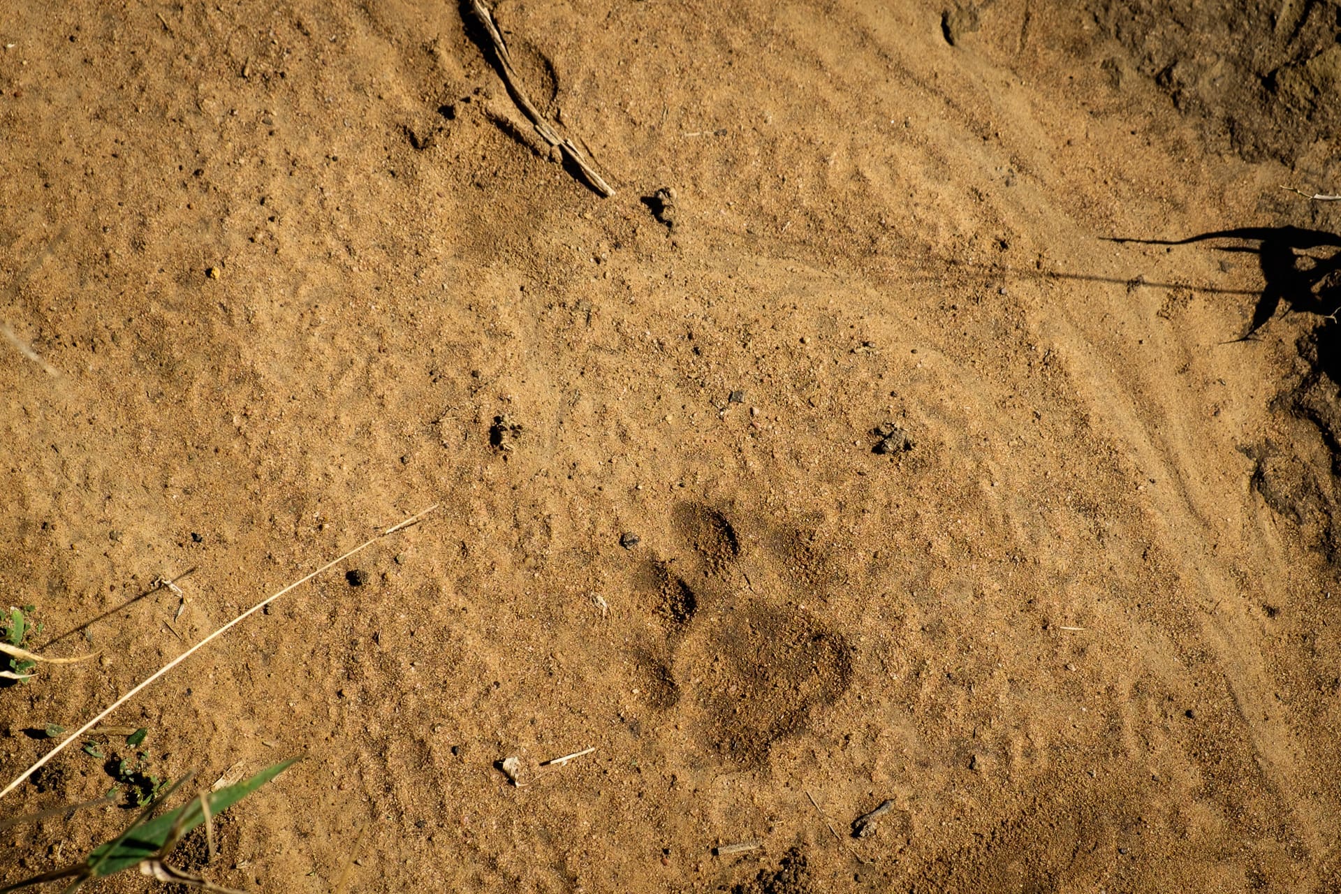 Identifying big cat tracks in Africa