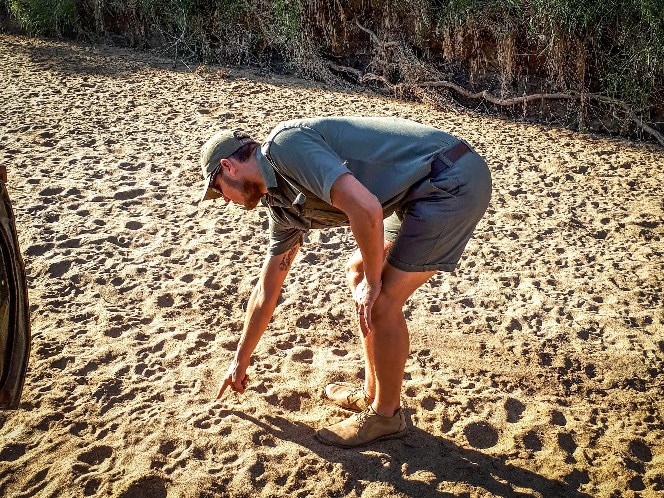 Identifying Big Cat Tracks in Africa