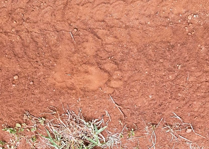 Identifying Big Cat Tracks in Africa