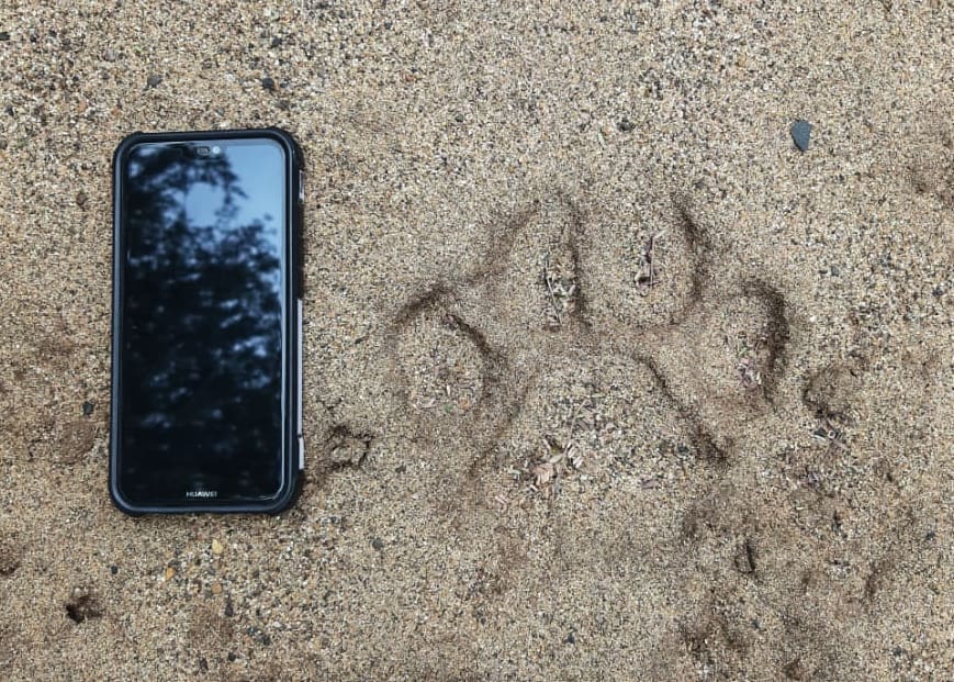 Identifying Big Cat Tracks in Africa