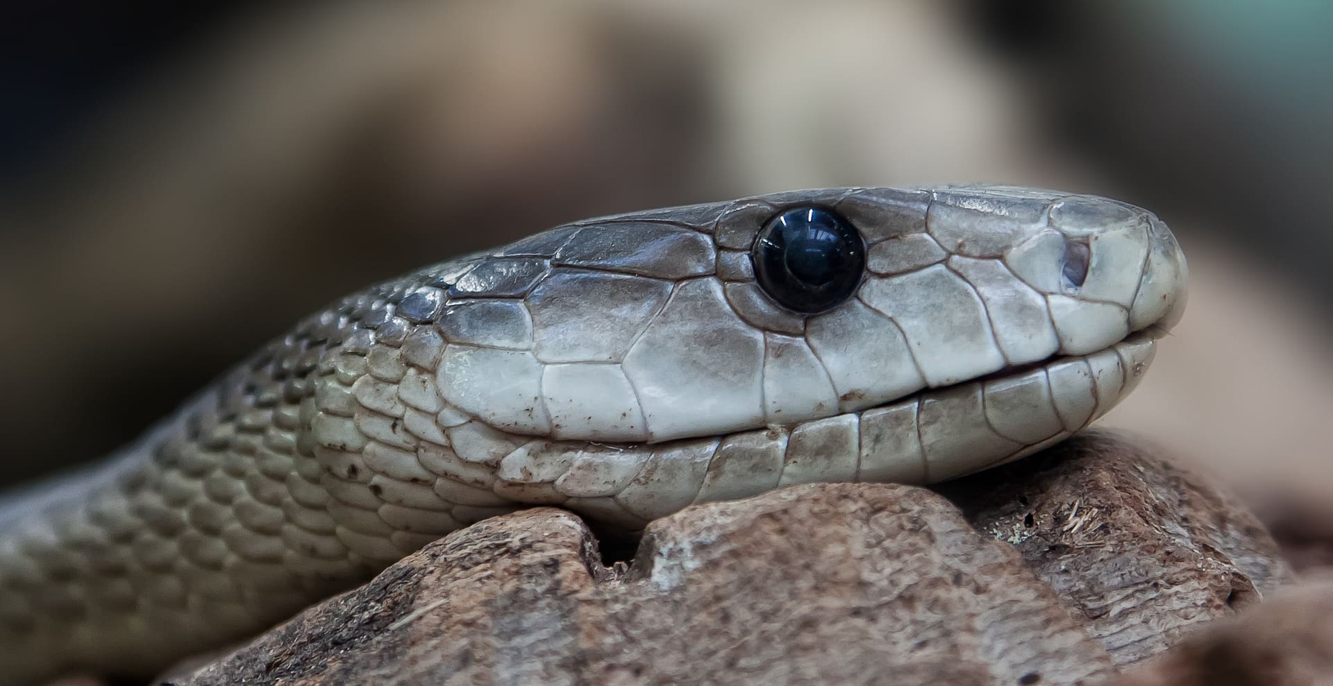 the most dangerous animals in africa