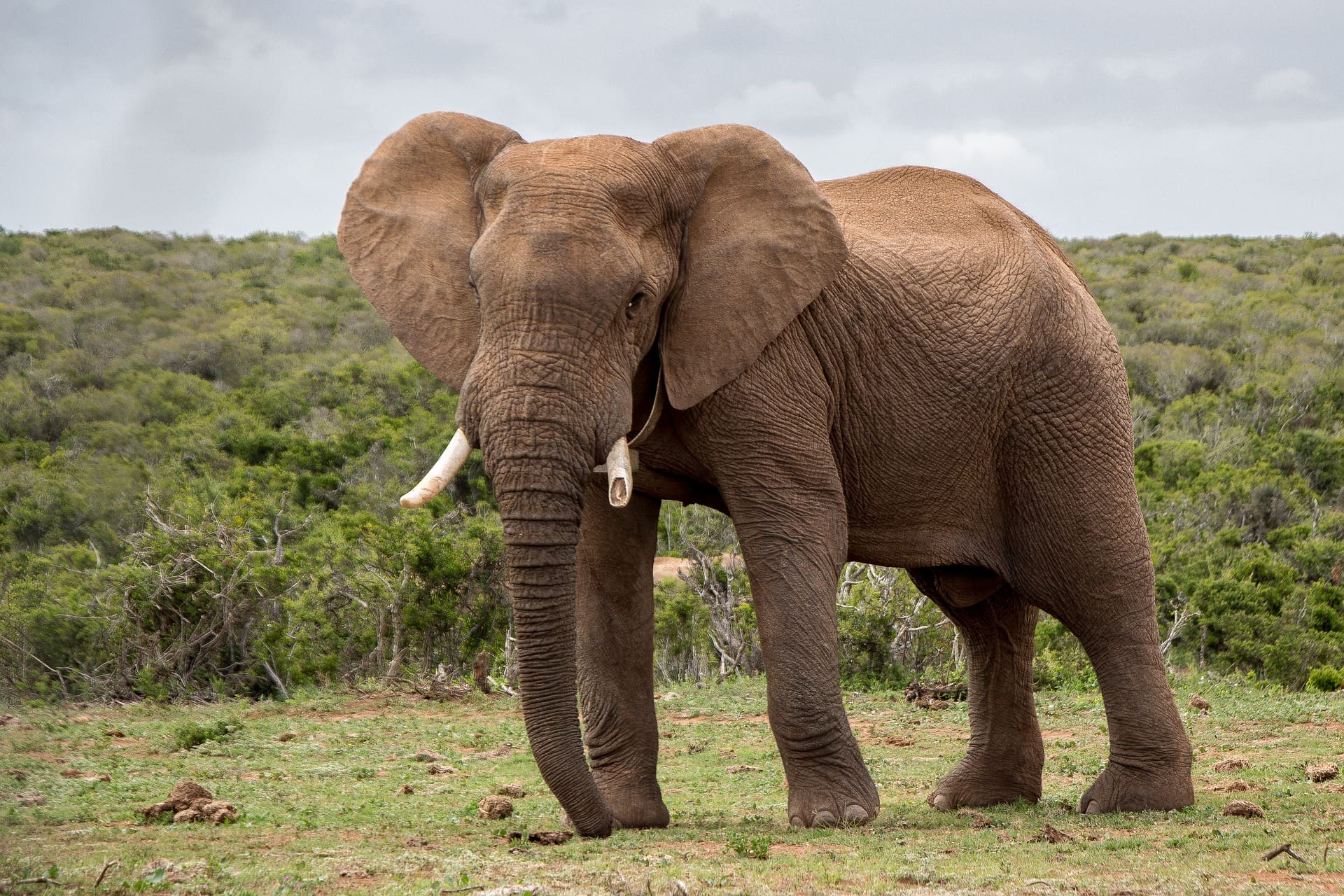 The Big 5 Of Africa