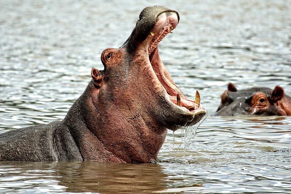 the most dangerous animals in africa