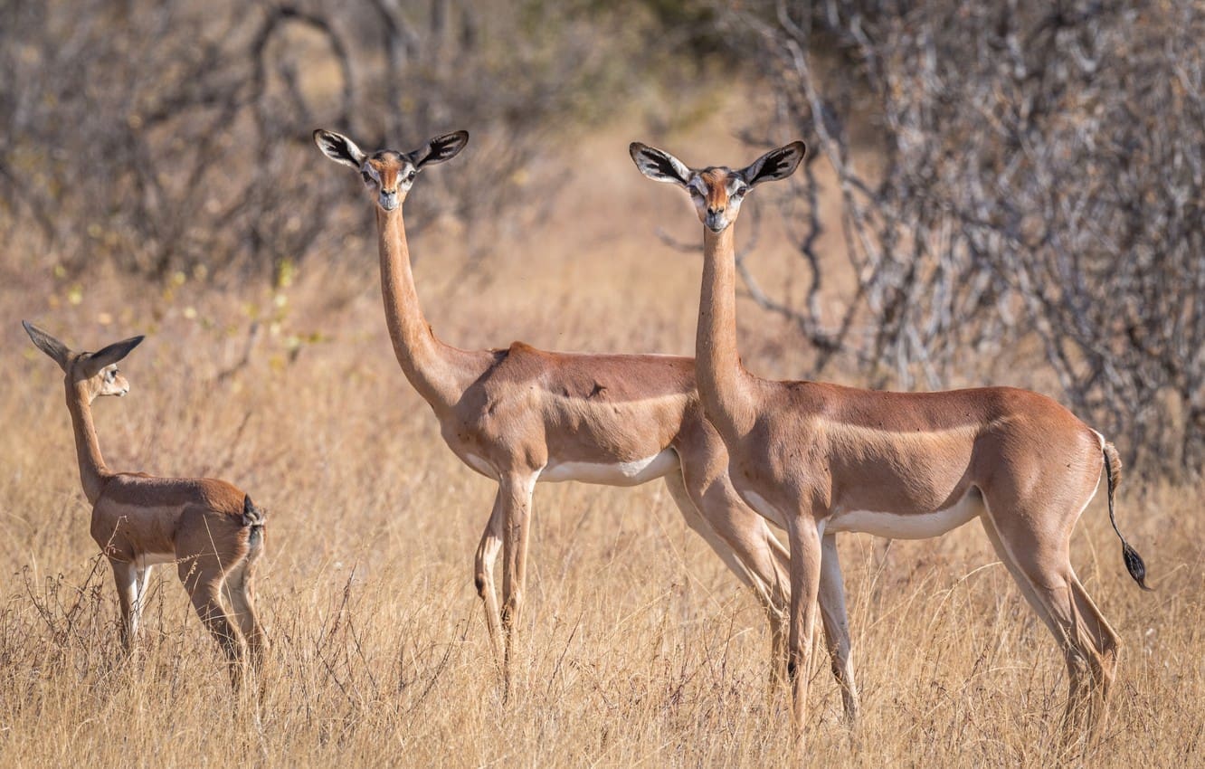 Introducing The Samburu Special Five