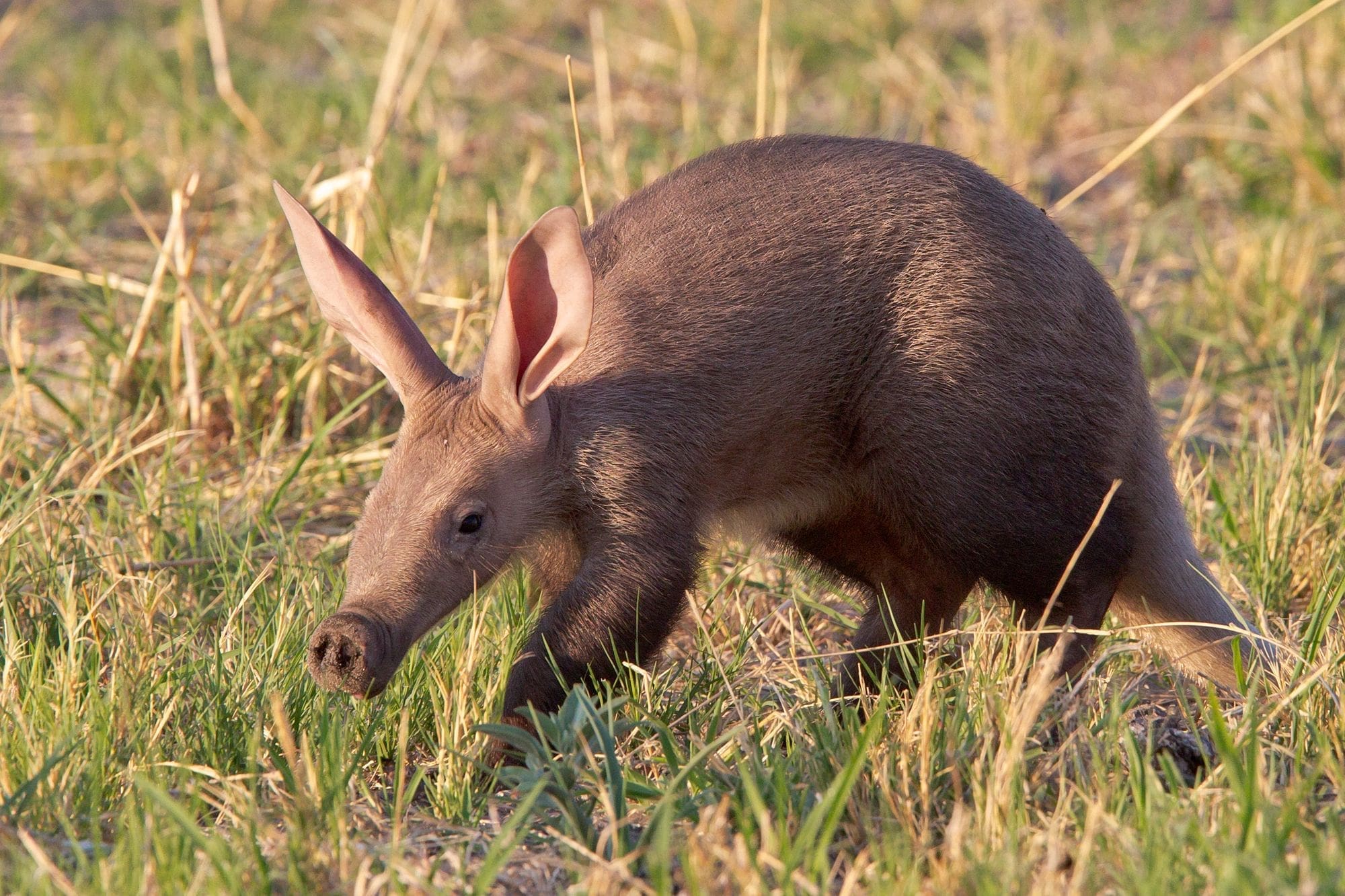 11 Nocturnal Animals To Look Out For On Night Safari In Africa