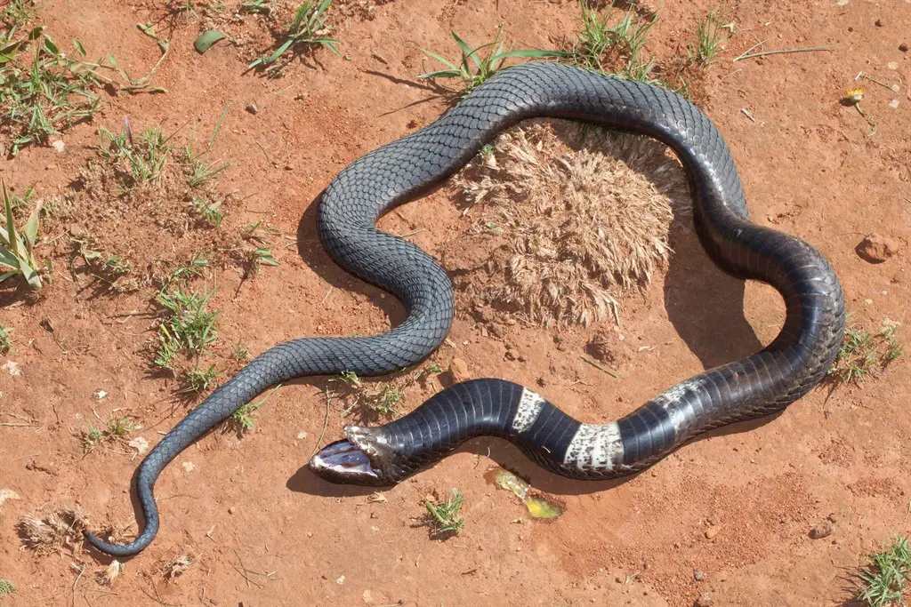 the 10 deadliest snakes in africa