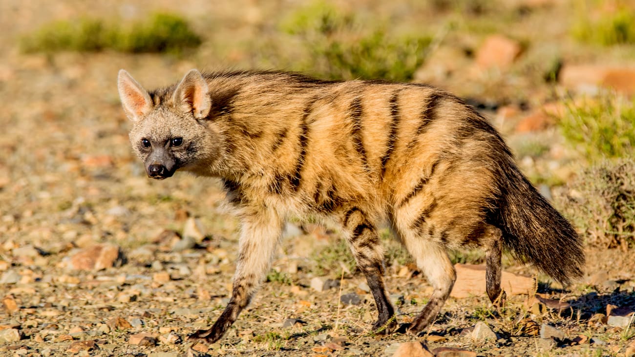 11 Nocturnal Animals To Look Out For On A Night Safari In Africa 11 Nocturnal Animals To Look Out For On A Night Safari In Africa
