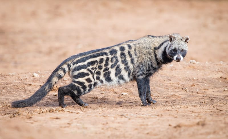 11 Nocturnal Animals To Look Out For On A Night Safari In Africa 11 Nocturnal Animals To Look Out For On A Night Safari In Africa