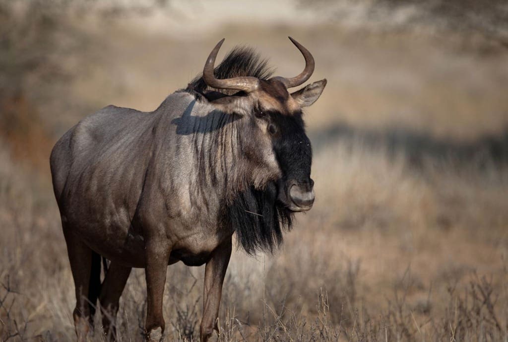 The Ugly Five Animals Of Africa