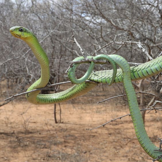 the 10 deadliest snakes in africa
