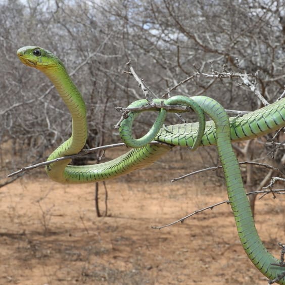 The 10 Deadliest Snakes In Africa | Wildest
