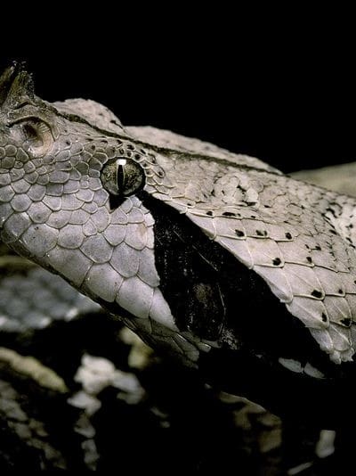 the 10 deadliest snakes in africa