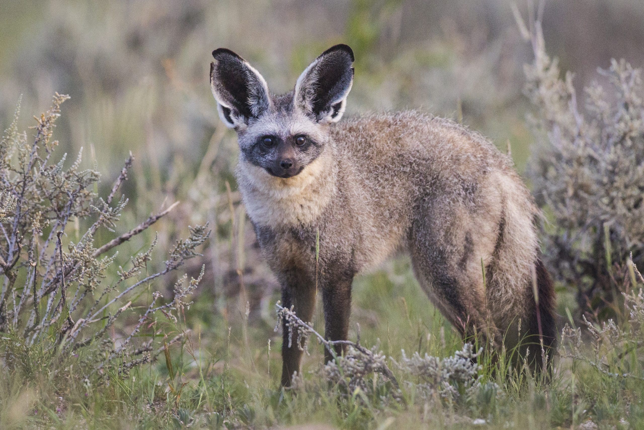 11 Nocturnal Animals To Look Out For On A Night Safari In Africa 11 Nocturnal Animals To Look Out For On A Night Safari In Africa