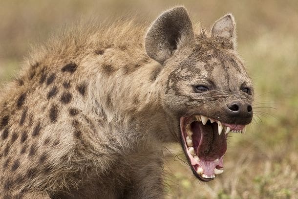 The Ugly Five Animals of Africa