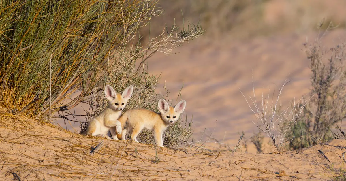 11 Nocturnal Animals To Look Out For On Night Safari In Africa