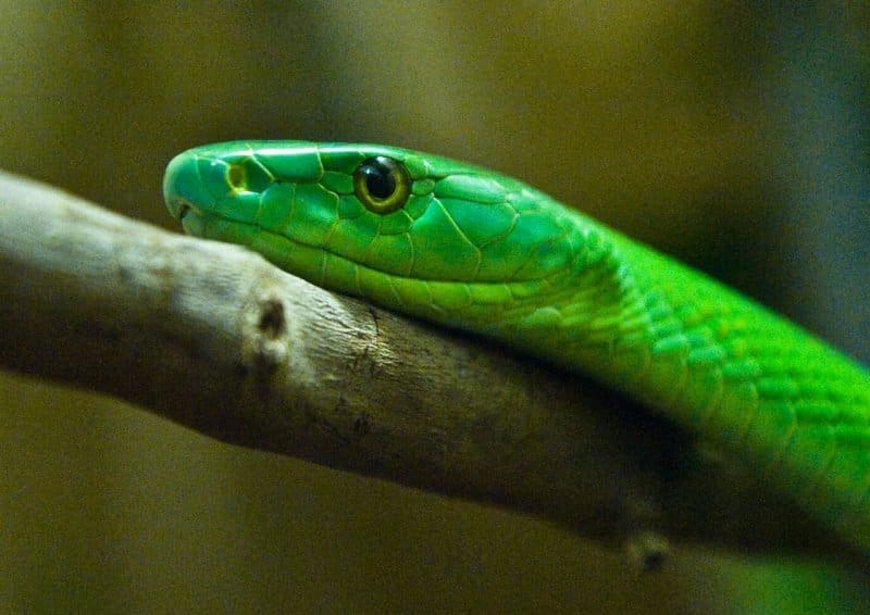 the 10 deadliest snakes in africa