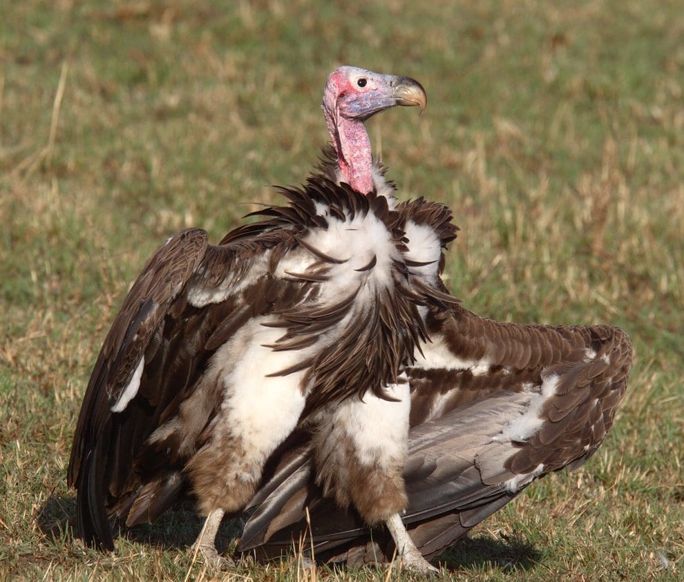 The Ugly Five Animals Of Africa