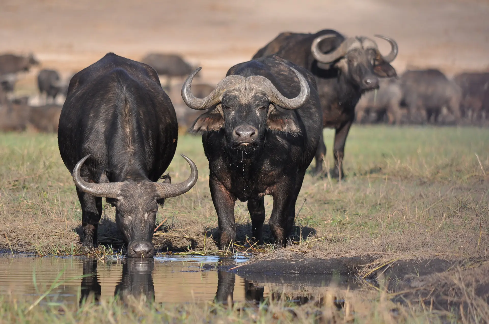 12 Beautiful National Parks In Tanzania