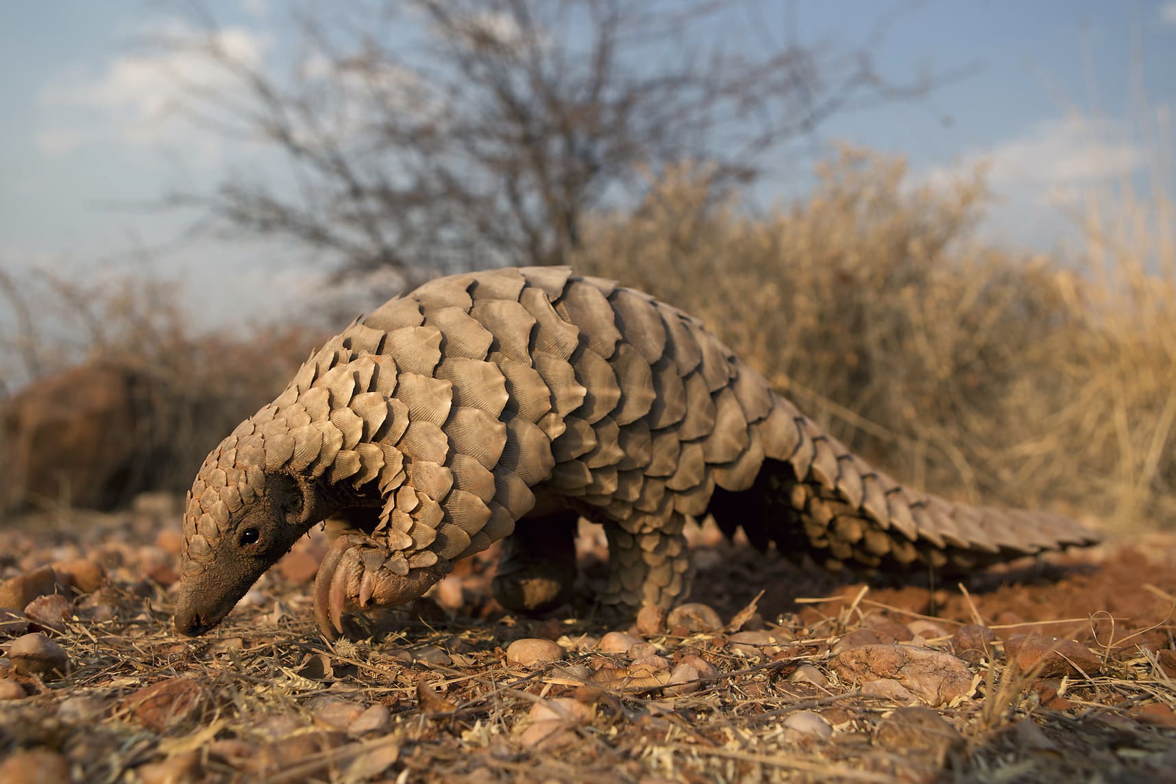 11 Nocturnal Animals To Look Out For On Night Safari In Africa