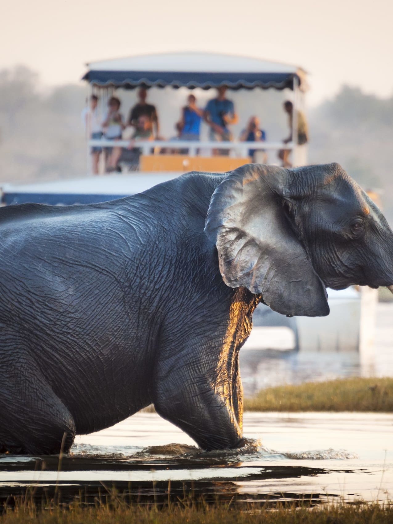 the best places to see elephants in africa