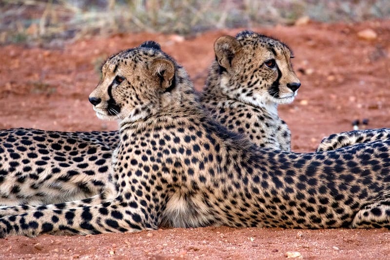 Patsy and the cheetahs of the Greater Makalali Private Nature Reserve