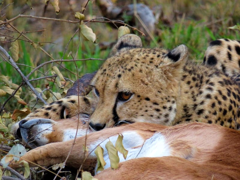 Patsy and the cheetahs of the Greater Makalali Private Nature Reserve