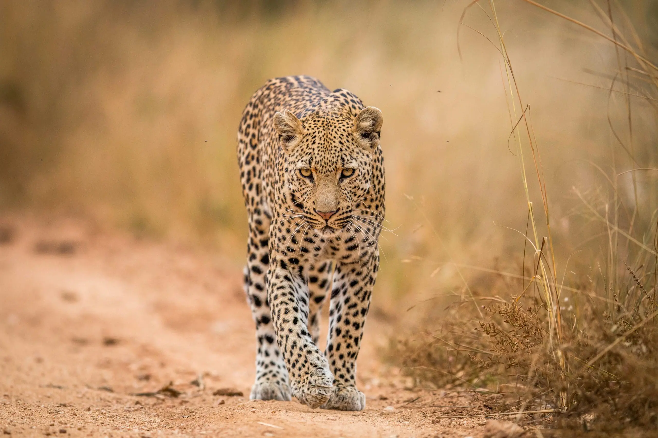 the best places to see leopards in Africa