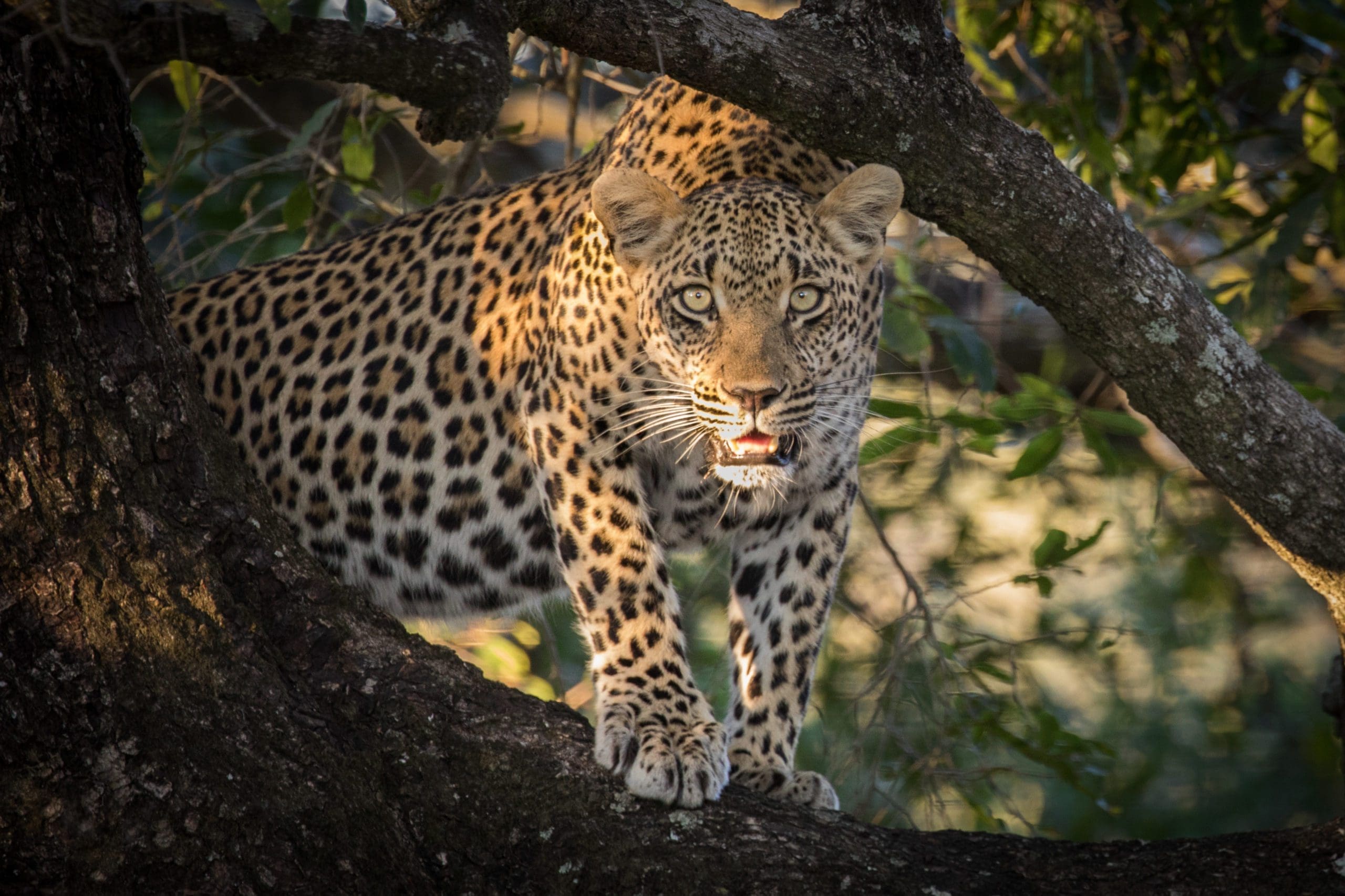the best places to see leopards in Africa