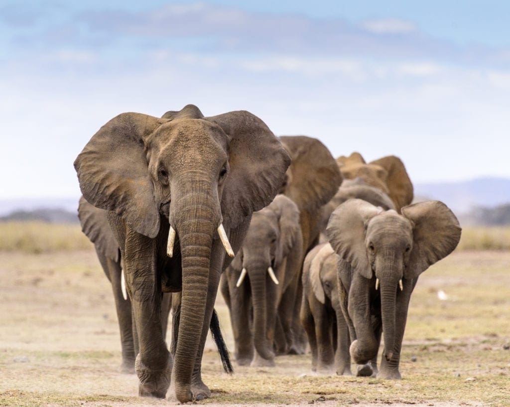 The 13 Most Iconic Animals In Africa and Where To Find Them | Wildest