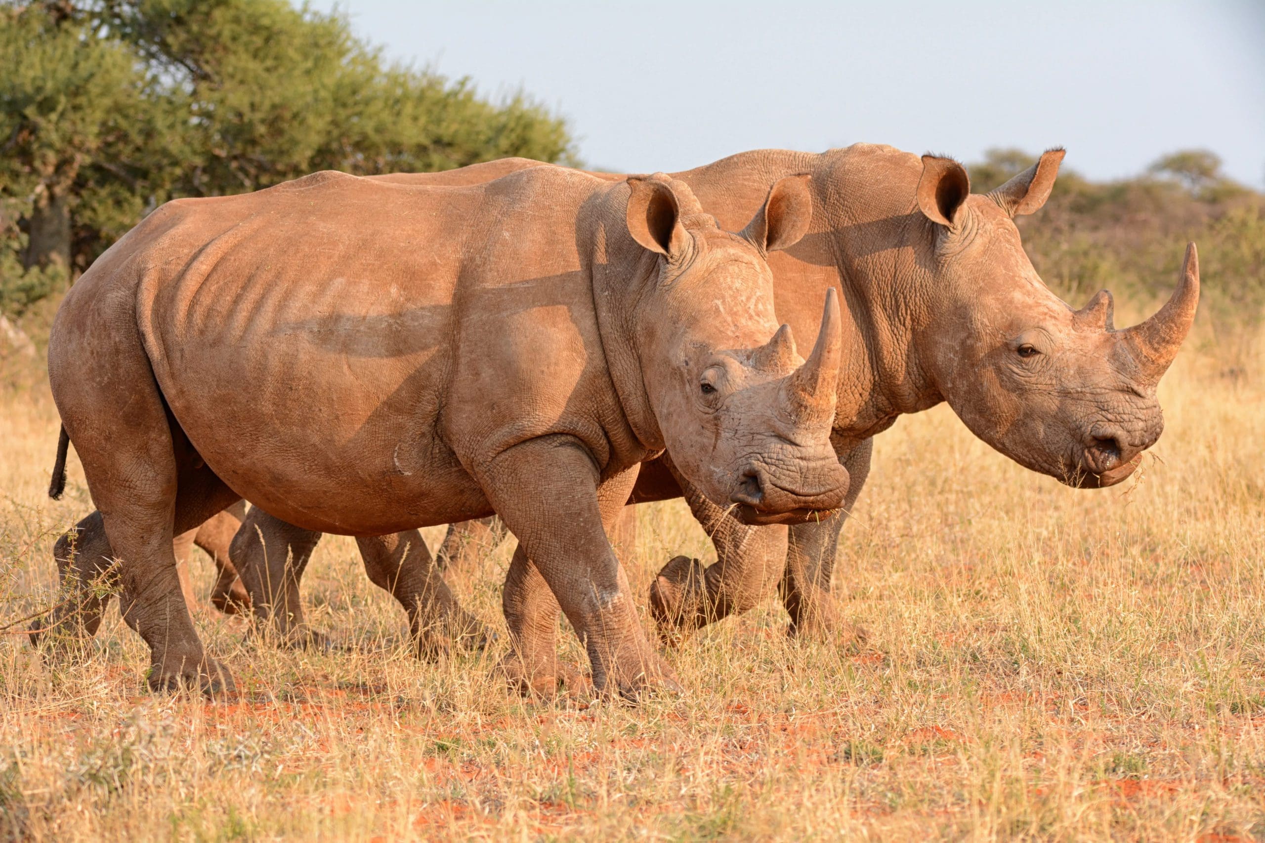 The Most Iconic Animals In Africa and Where To Find Them