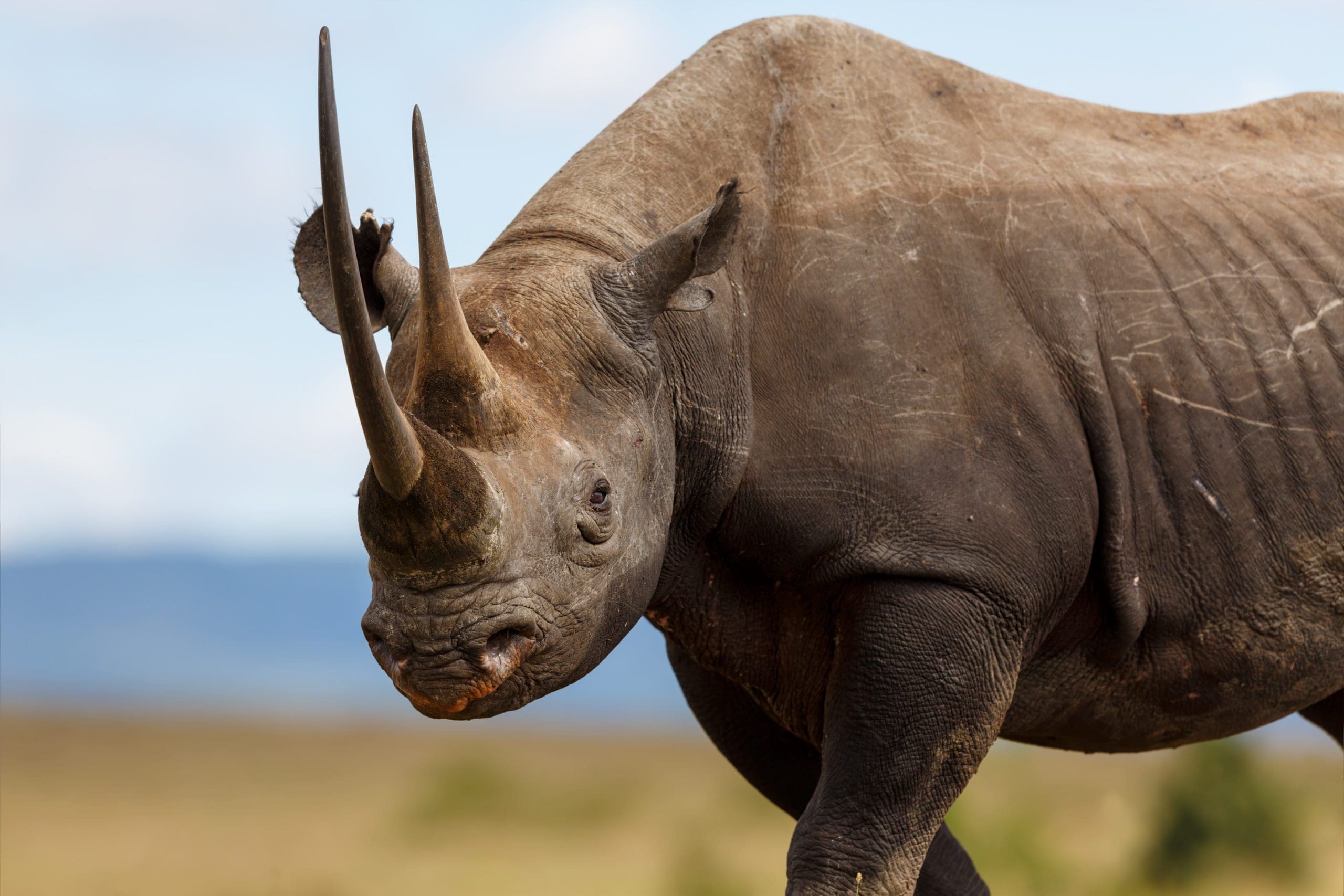 The Most Iconic Animals In Africa and Where To Find Them