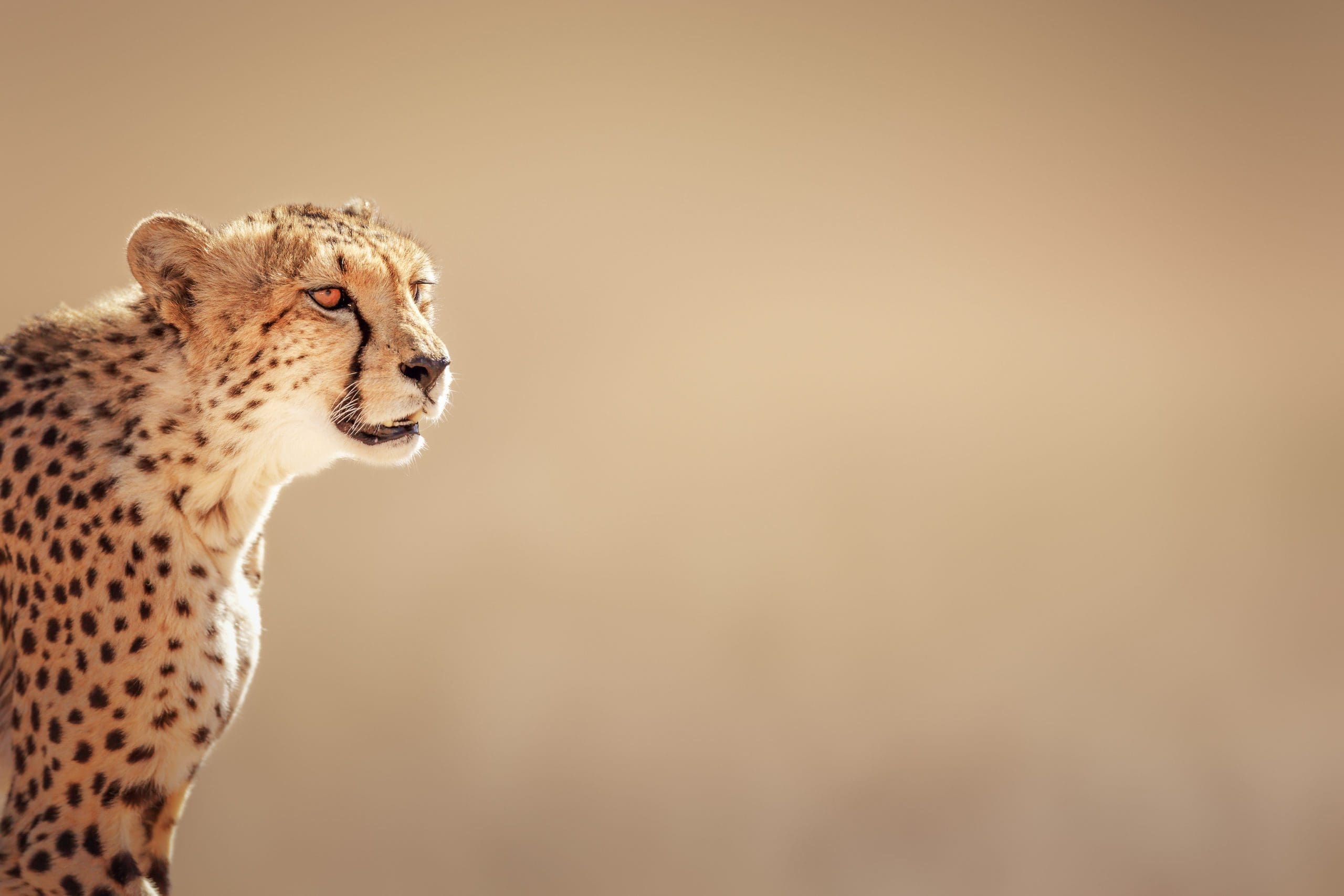 The Most Iconic Animals In Africa and Where To Find Them