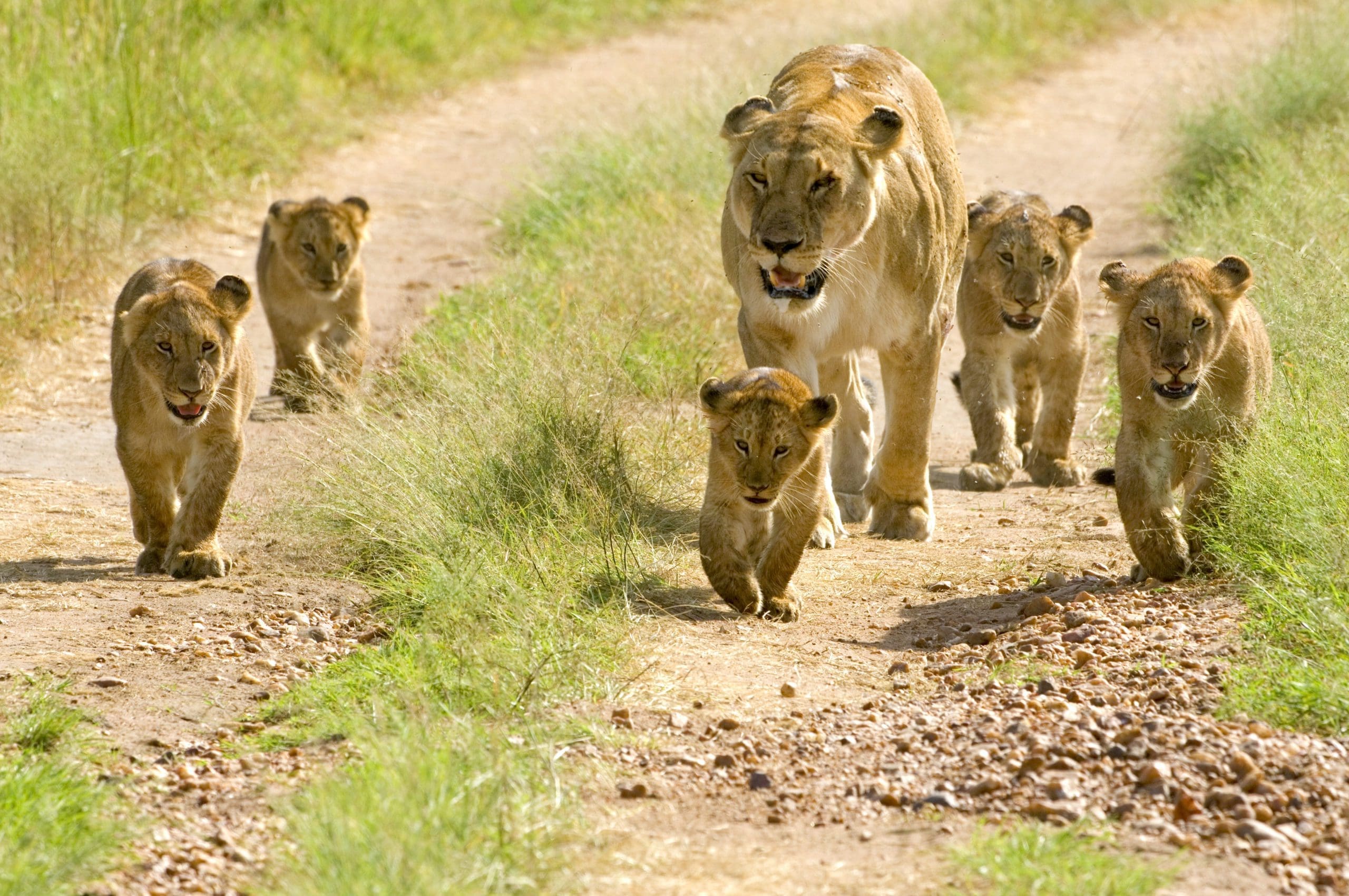 The 6 Best Places To See Lions In Africa