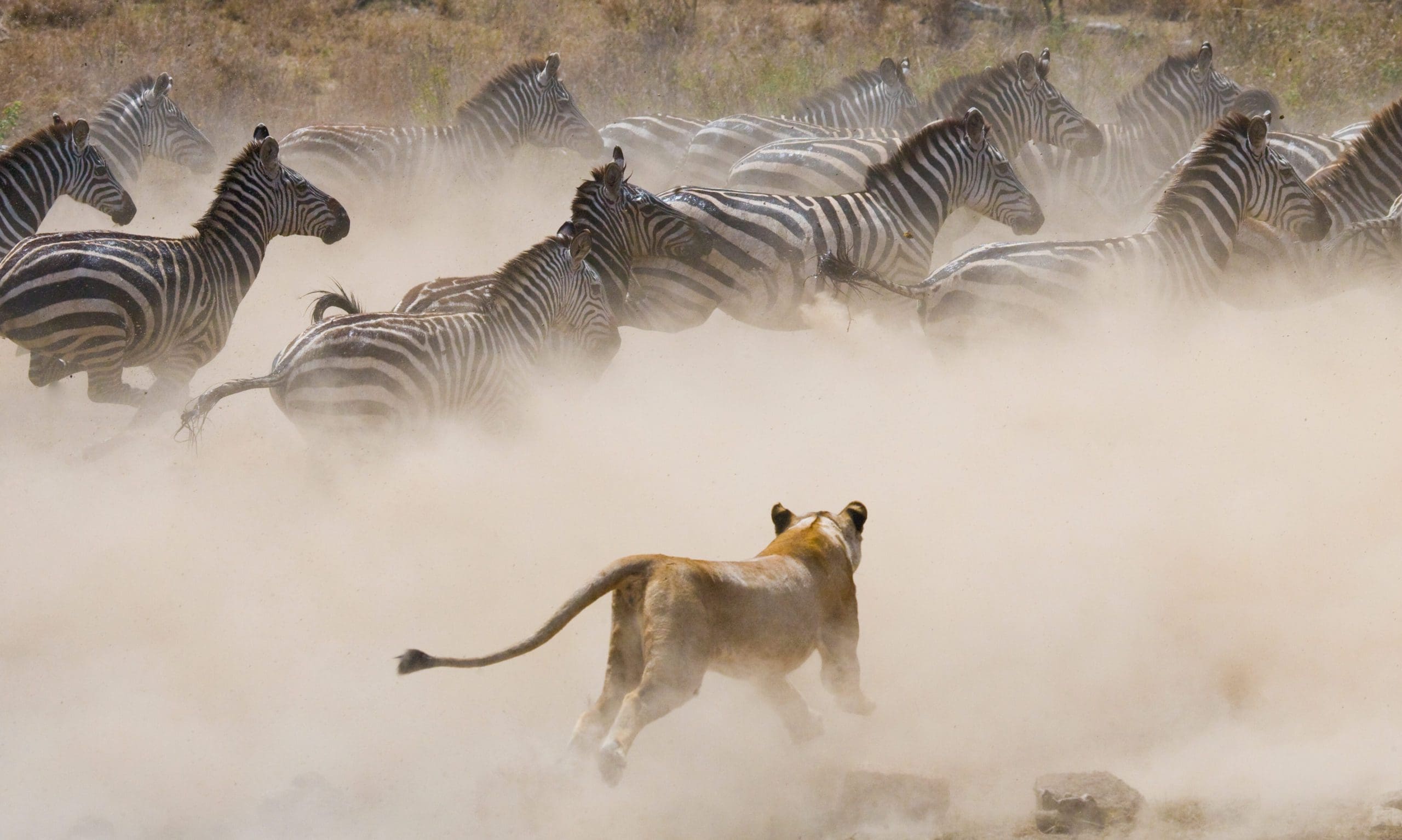The 6 Best Places To See Lions In Africa