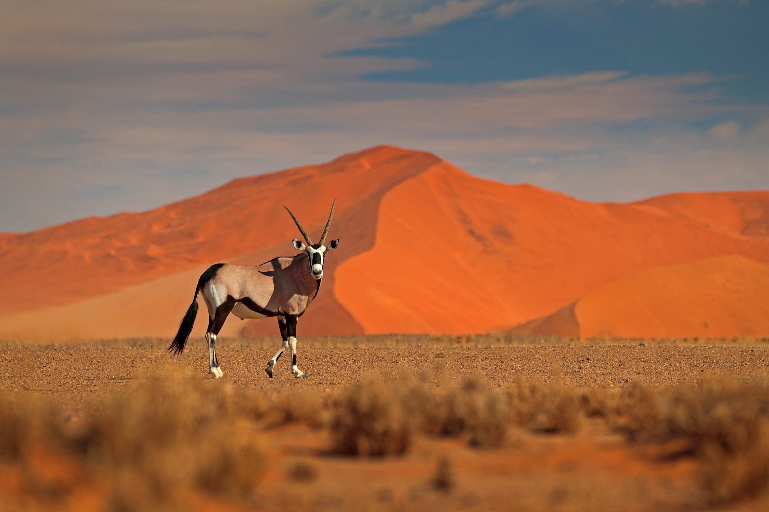 The best national parks in Southern Africa